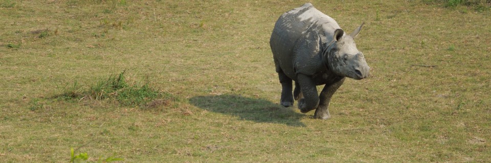Rhinos (Kaziranga National Park, India)