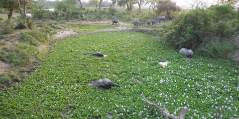 Elephants in the Pond (Kaziranga National Park India)