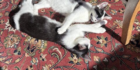 Meet Hot Dog and Beans!