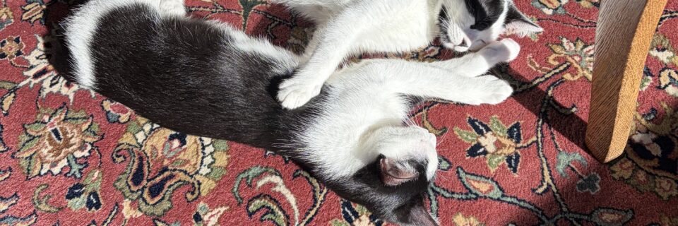 Meet Hot Dog and Beans!